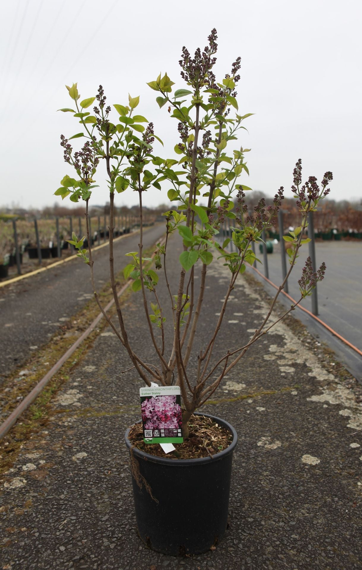 Syringa hyacinthiflora 'Esther Staley'