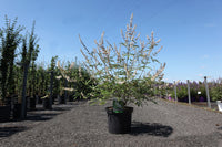 Vitex agnus-castus 'Albus'