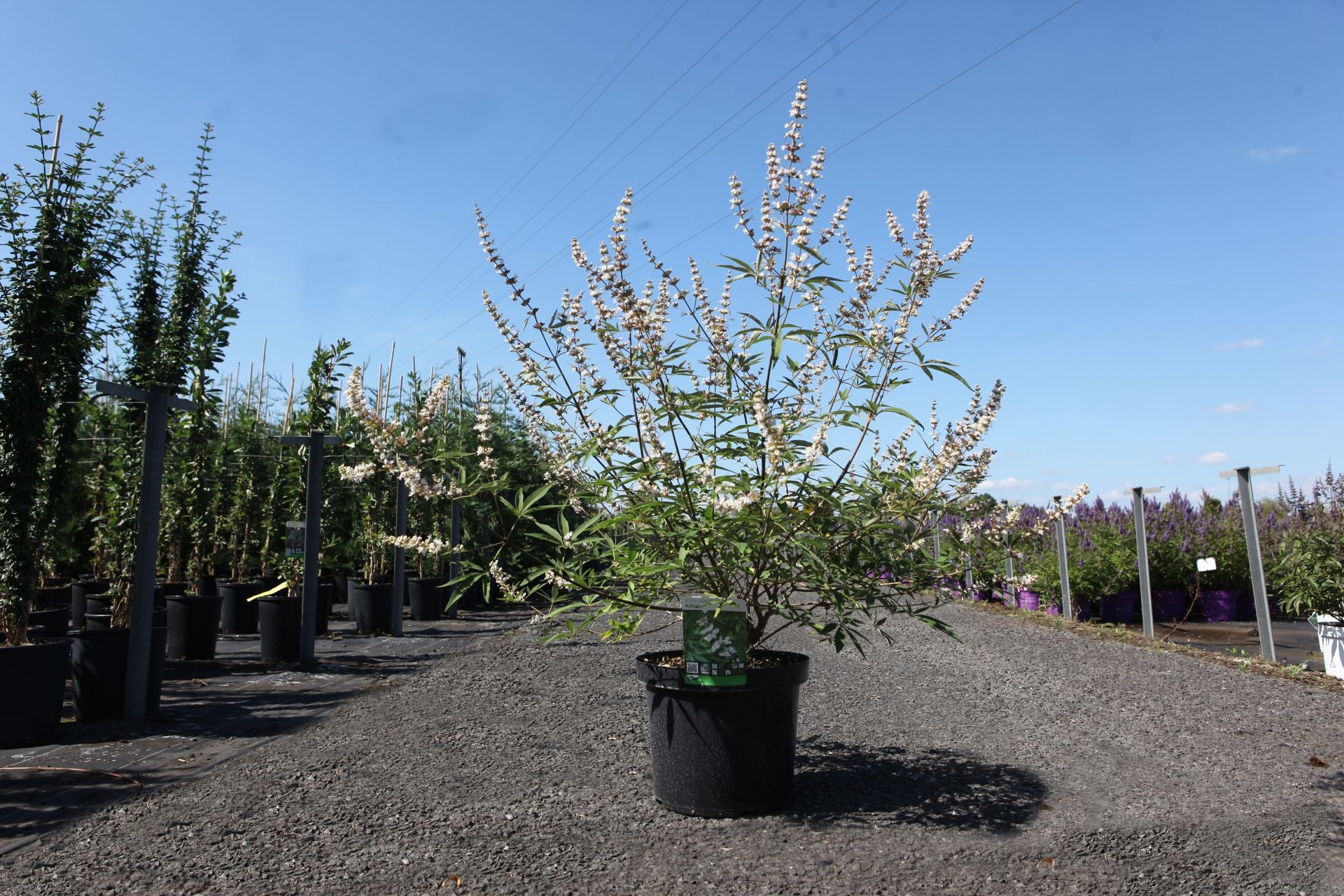 Vitex agnus-castus 'Albus'