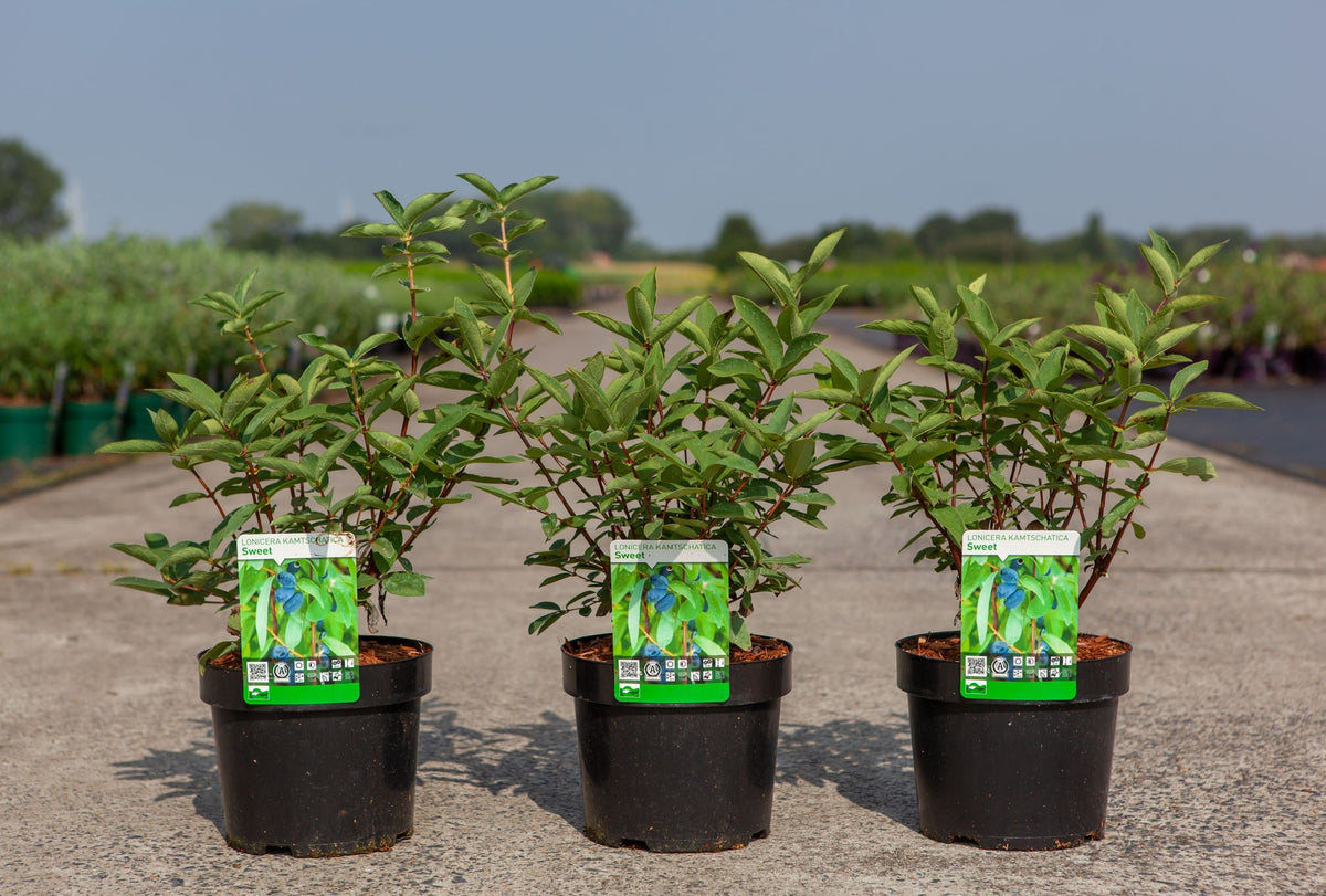 Lonicera kamtschatica 'Sweet' MYBERRY
