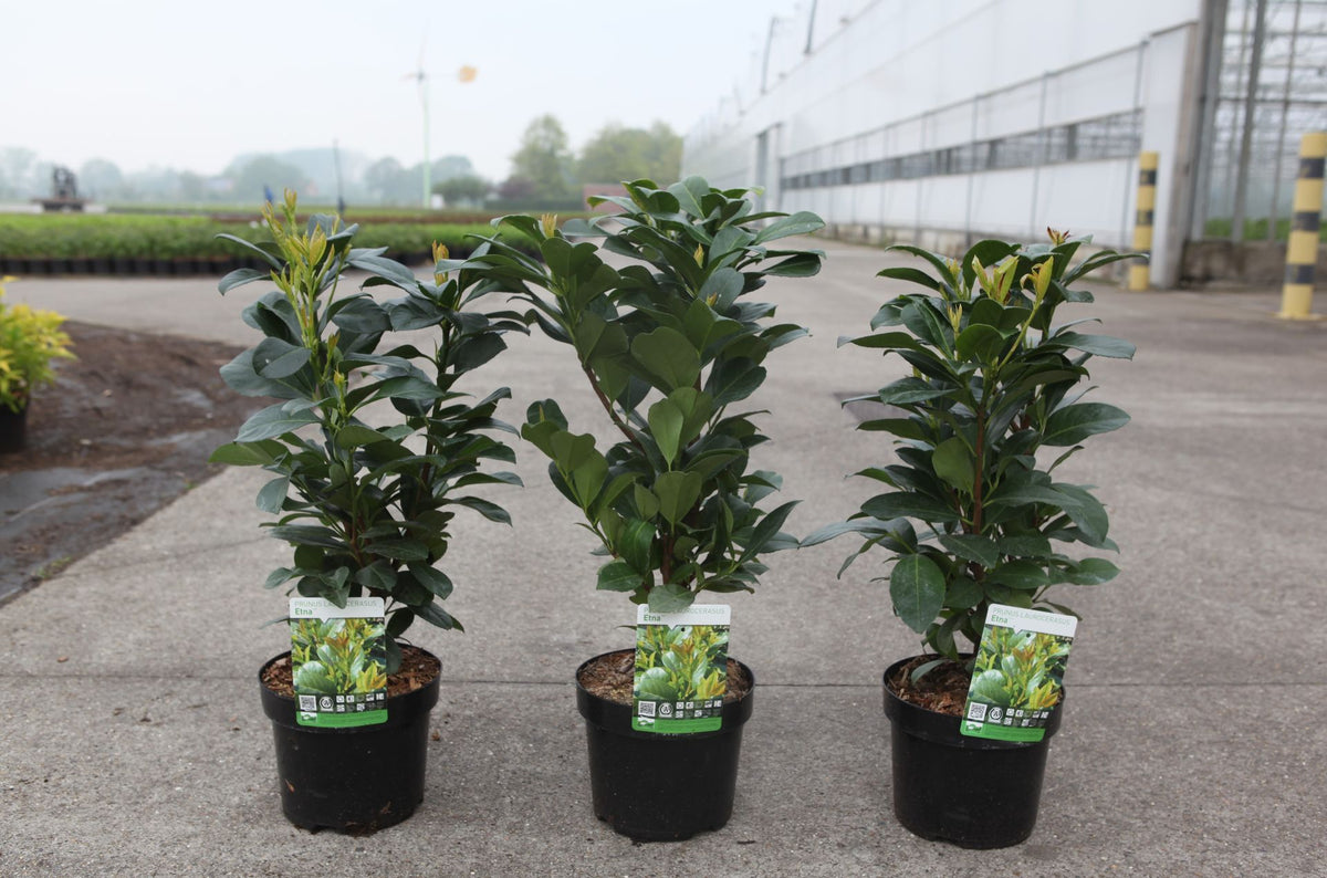 Prunus (L) laurocerasus ETNA (PBR)