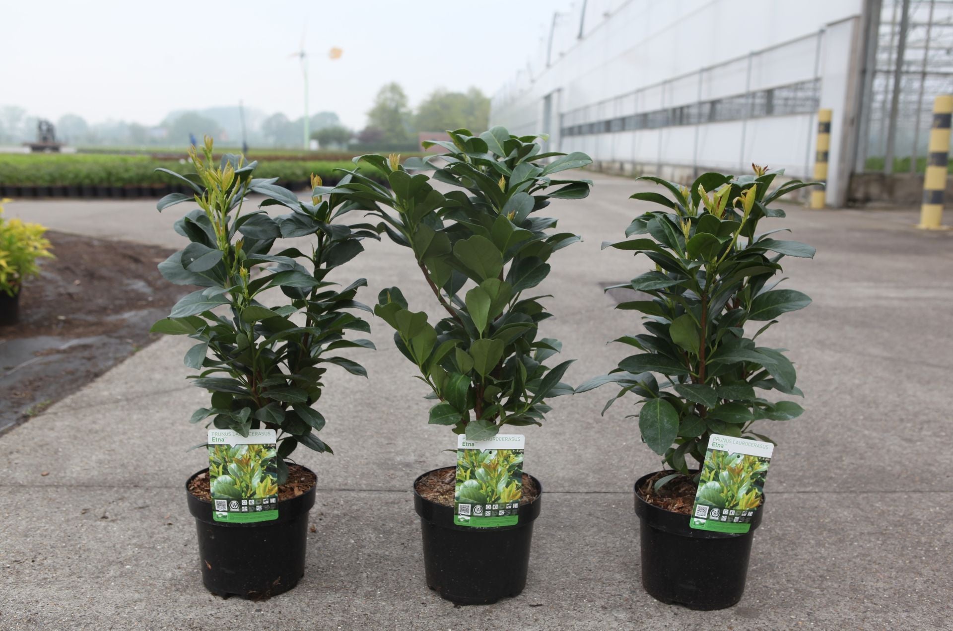 Prunus (L) laurocerasus ETNA (PBR)