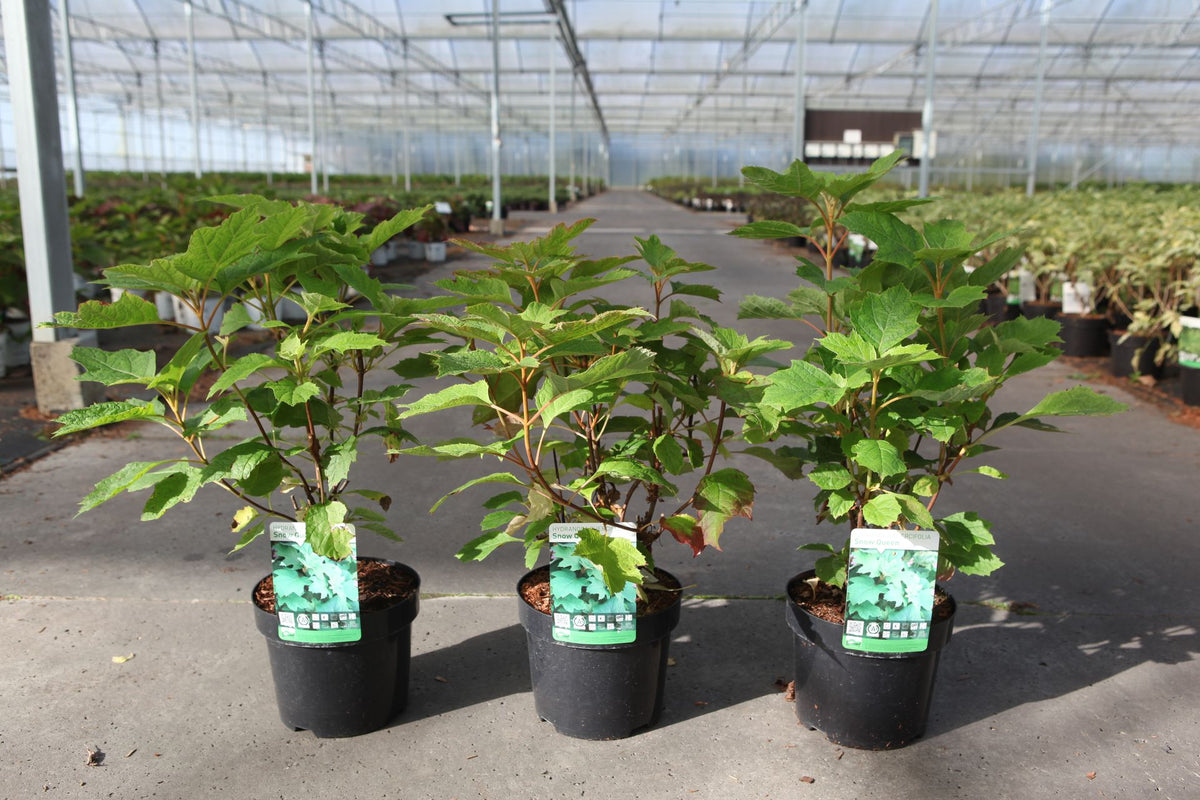 Hydrangea quercifolia ‘Snow Queen’ potted shrubs with textured green leaves, ideal for mixed borders and specimen garden use