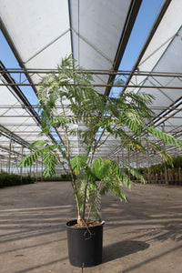 Albizia julibrissin OMBRELLA