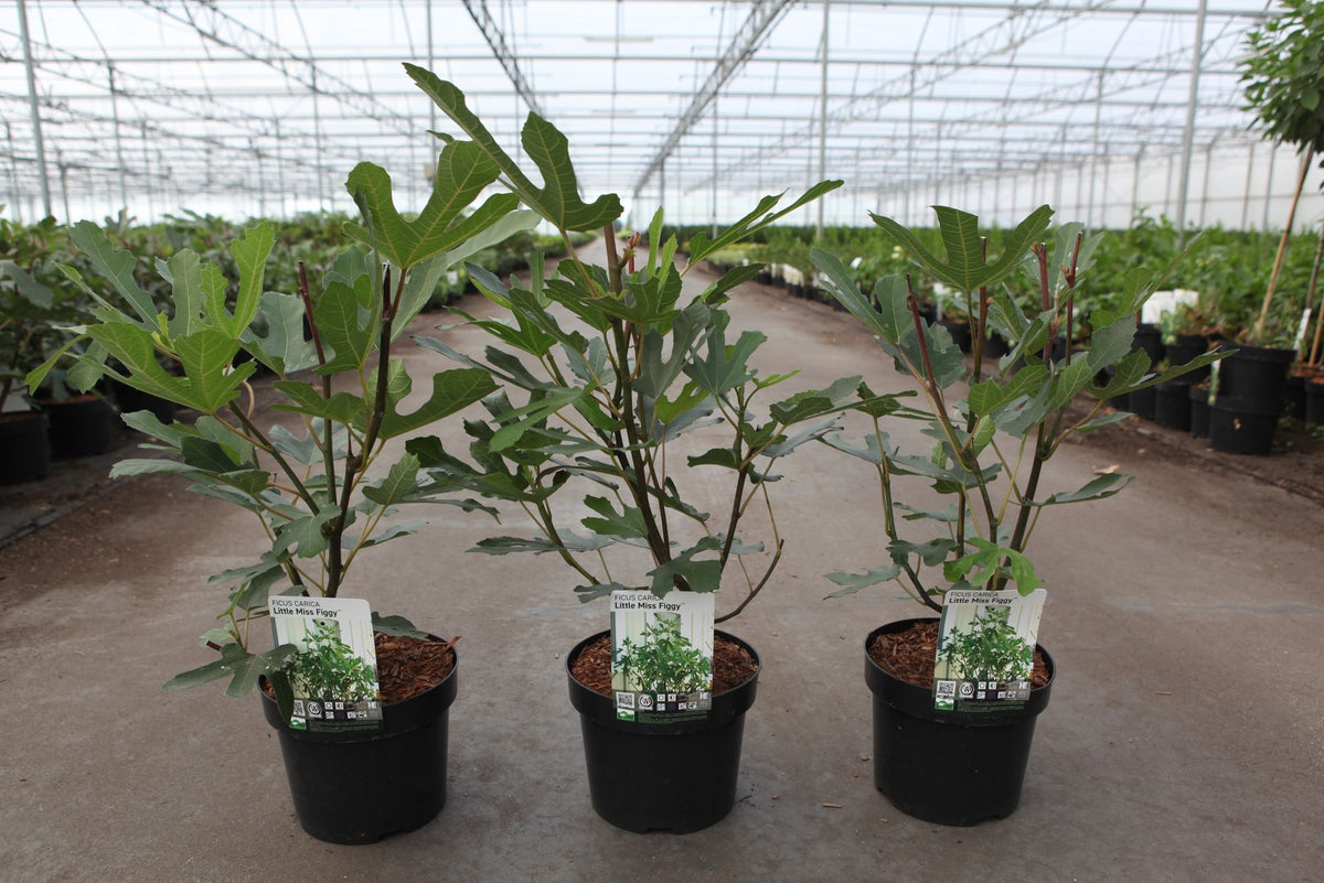 Ficus carica LITTLE MISS FIGGY (PBR)