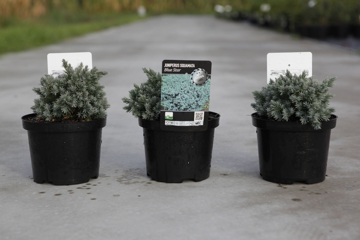 Juniperus squamata 'Blue Star'