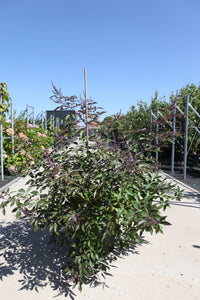 Vitex agnus-castus First Editions© 'Flip Side©'