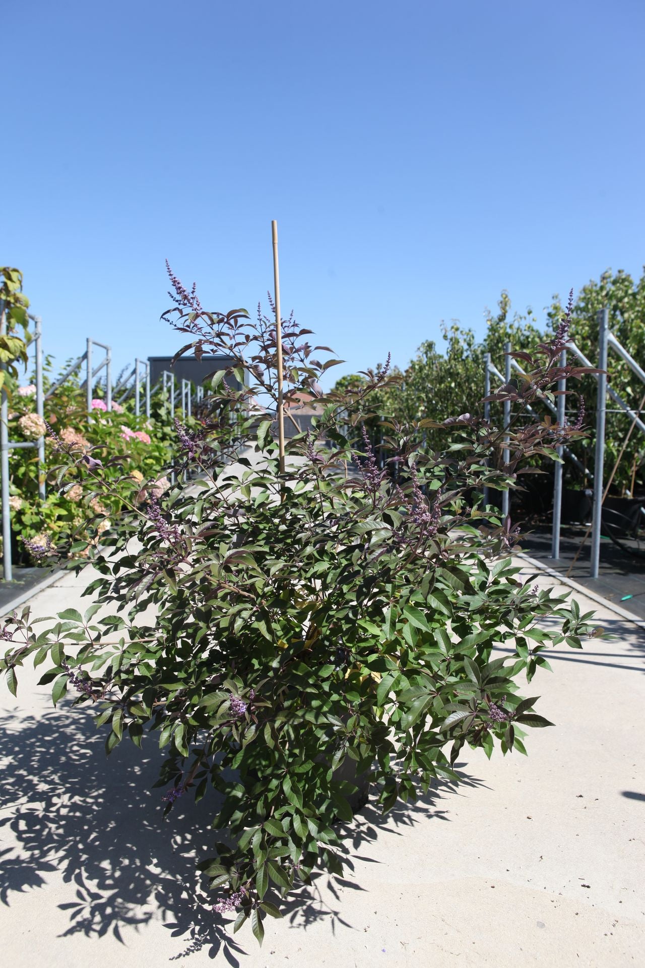 Vitex agnus-castus First Editions© 'Flip Side©'