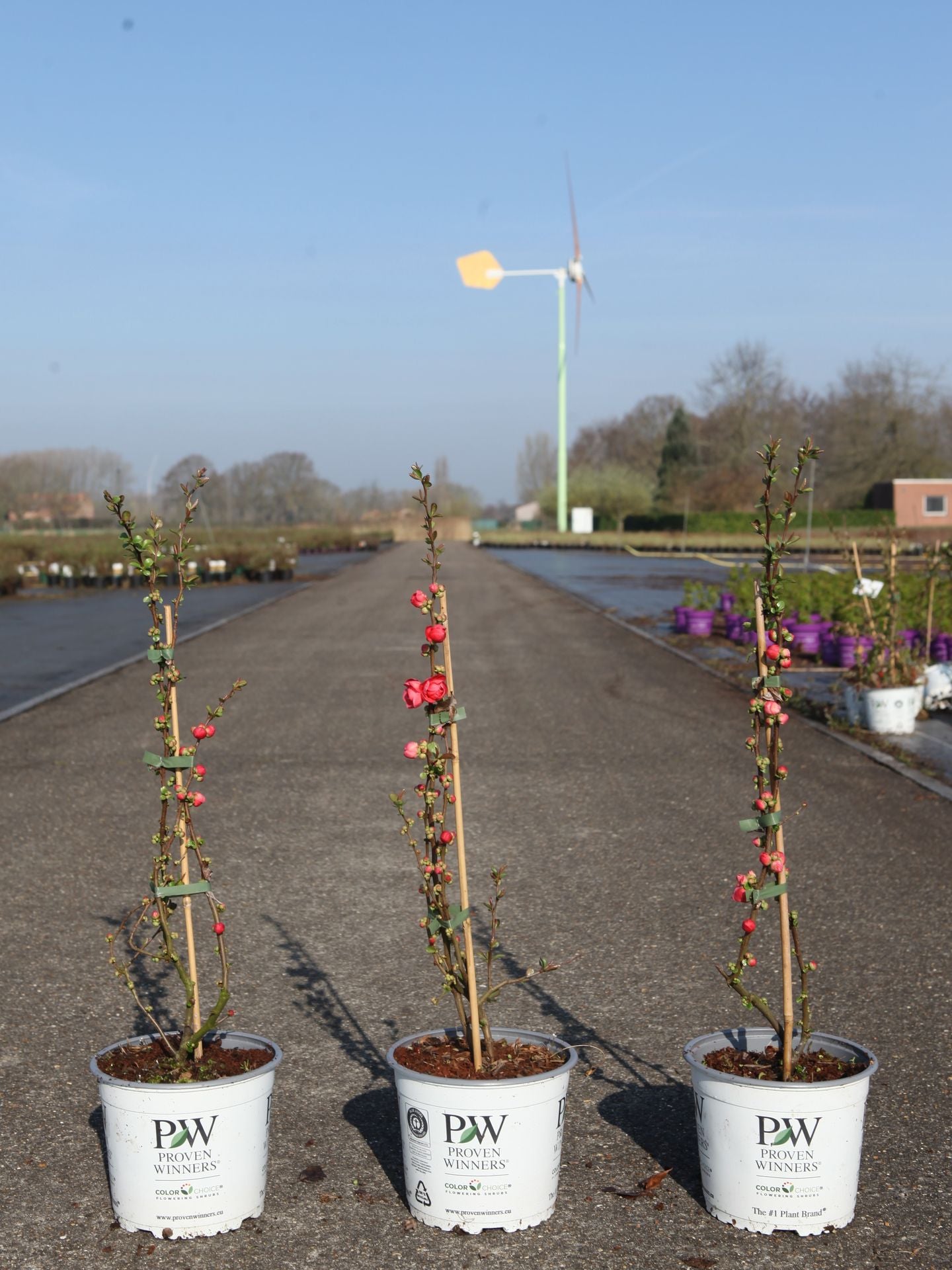 Chaenomeles speciosa Proven Winners© 'Pink Storm' (PBR)