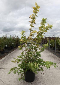 Viburnum opulus 'Park Harvest'