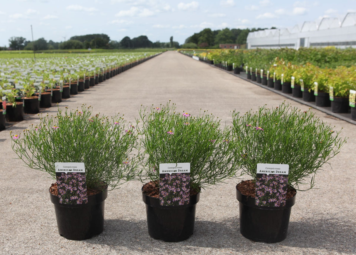 Coreopsis rosea 'American Dream'