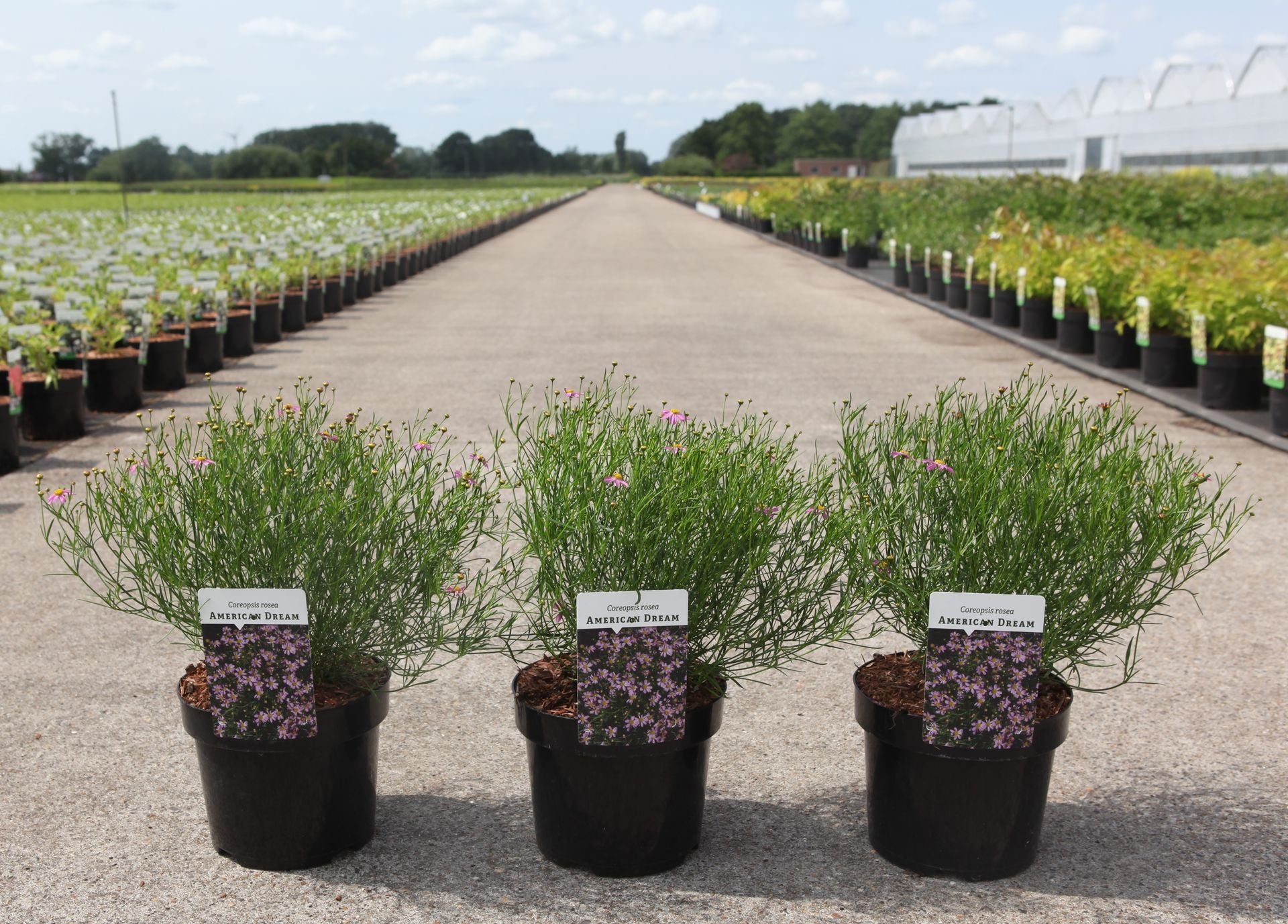 Coreopsis rosea 'American Dream'
