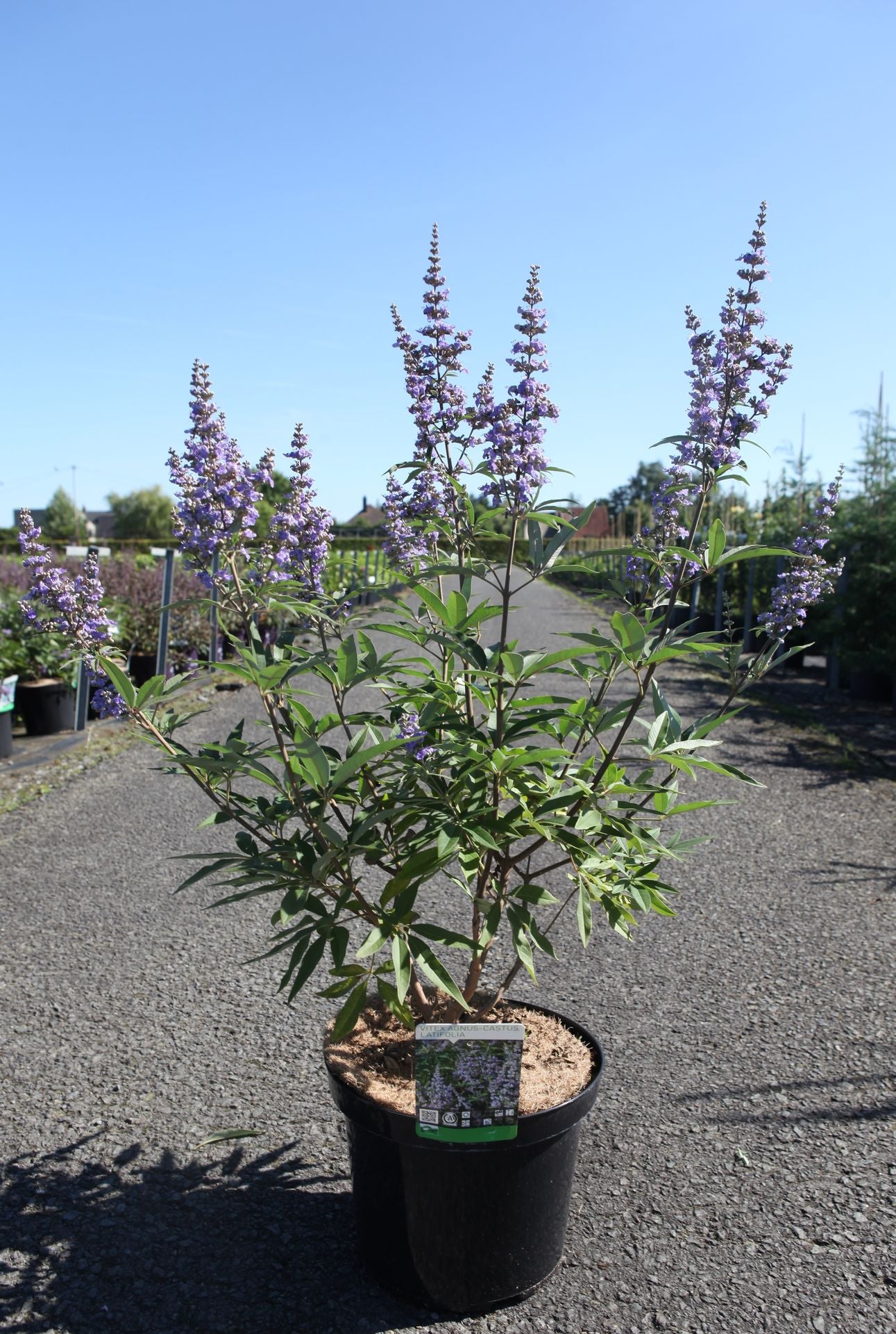 Vitex agnus-castus 'Latifolia'
