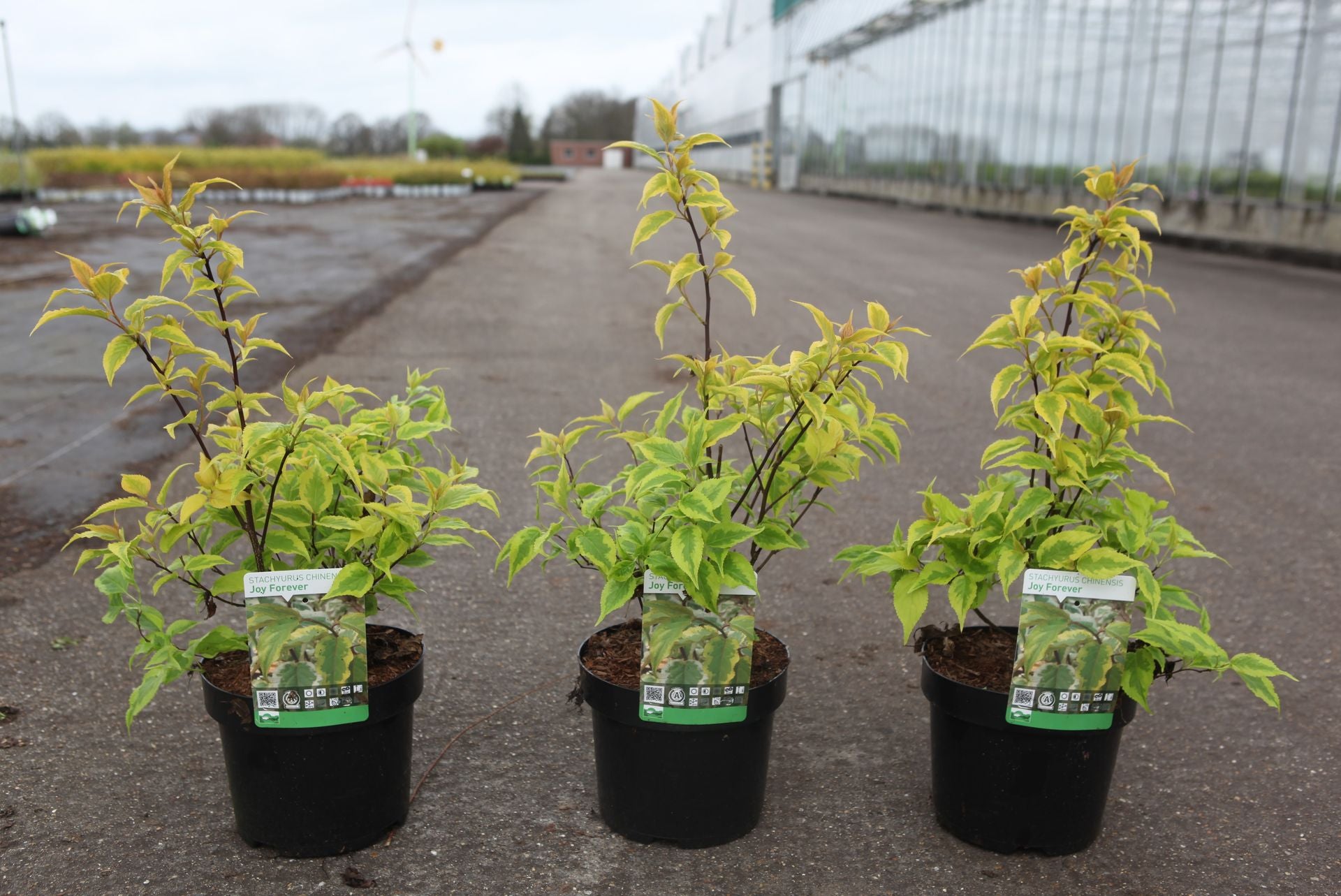 Stachyurus chinensis 'Joy Forever'