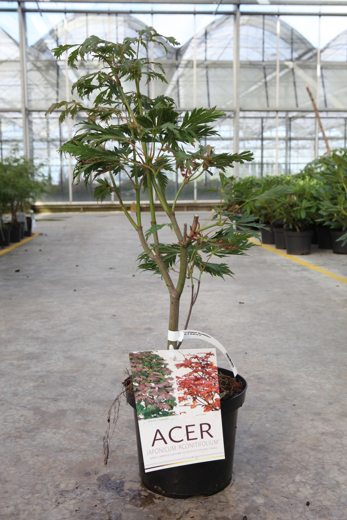 Acer japonicum 'Aconitifolium'
