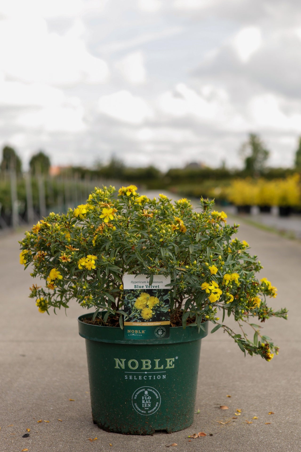 Hypericum kalmianum 'Blue Velvet'