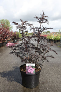 Sambucus nigra CHERRY LACE (PBR)