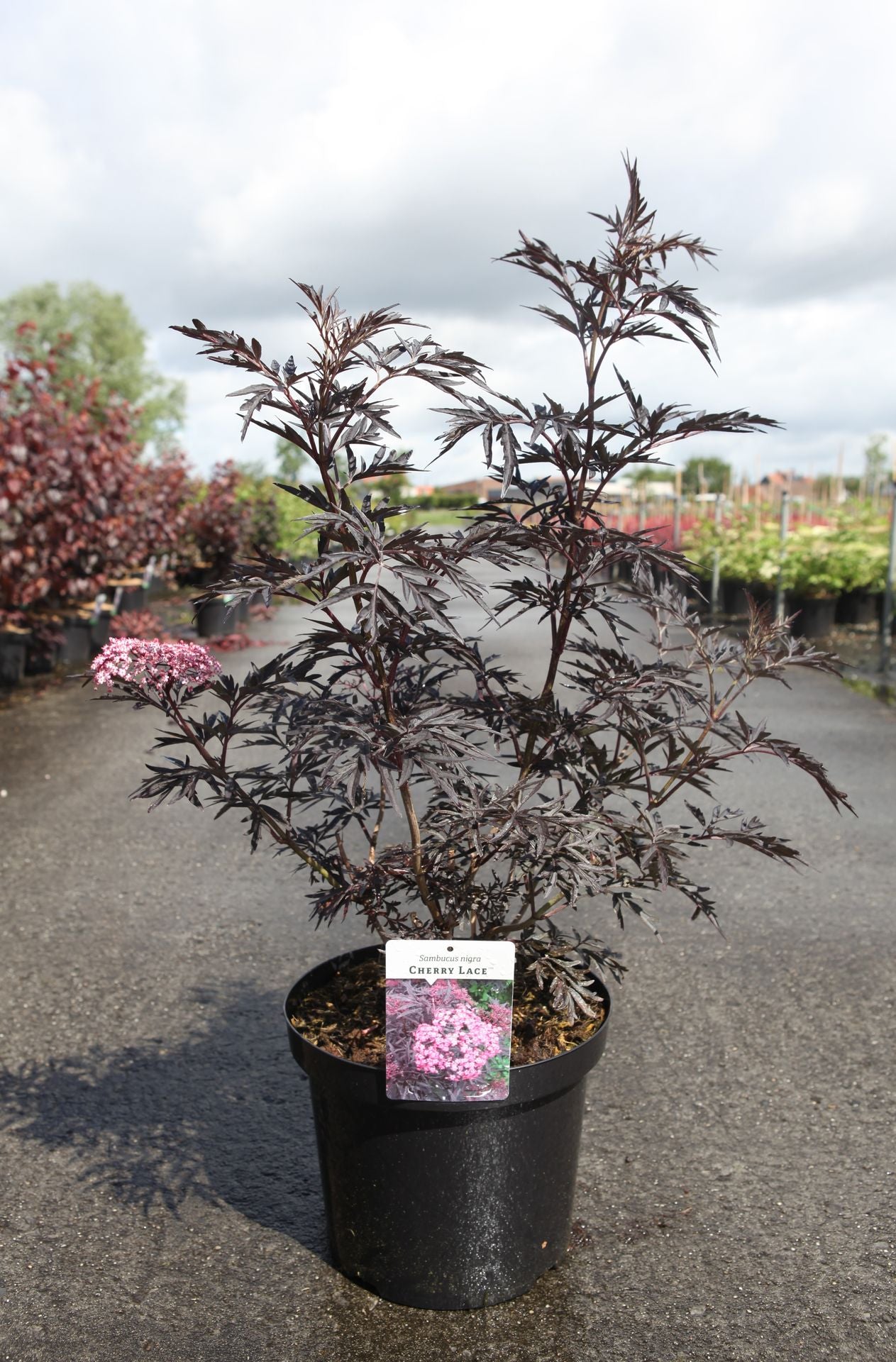 Sambucus nigra CHERRY LACE (PBR)