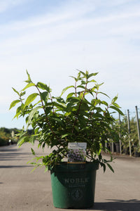 Deutzia RASPBERRY SUNDAE (PBR)