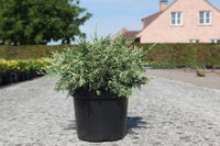 Chamaecyparis lawsoniana 'Pearly Swirls'