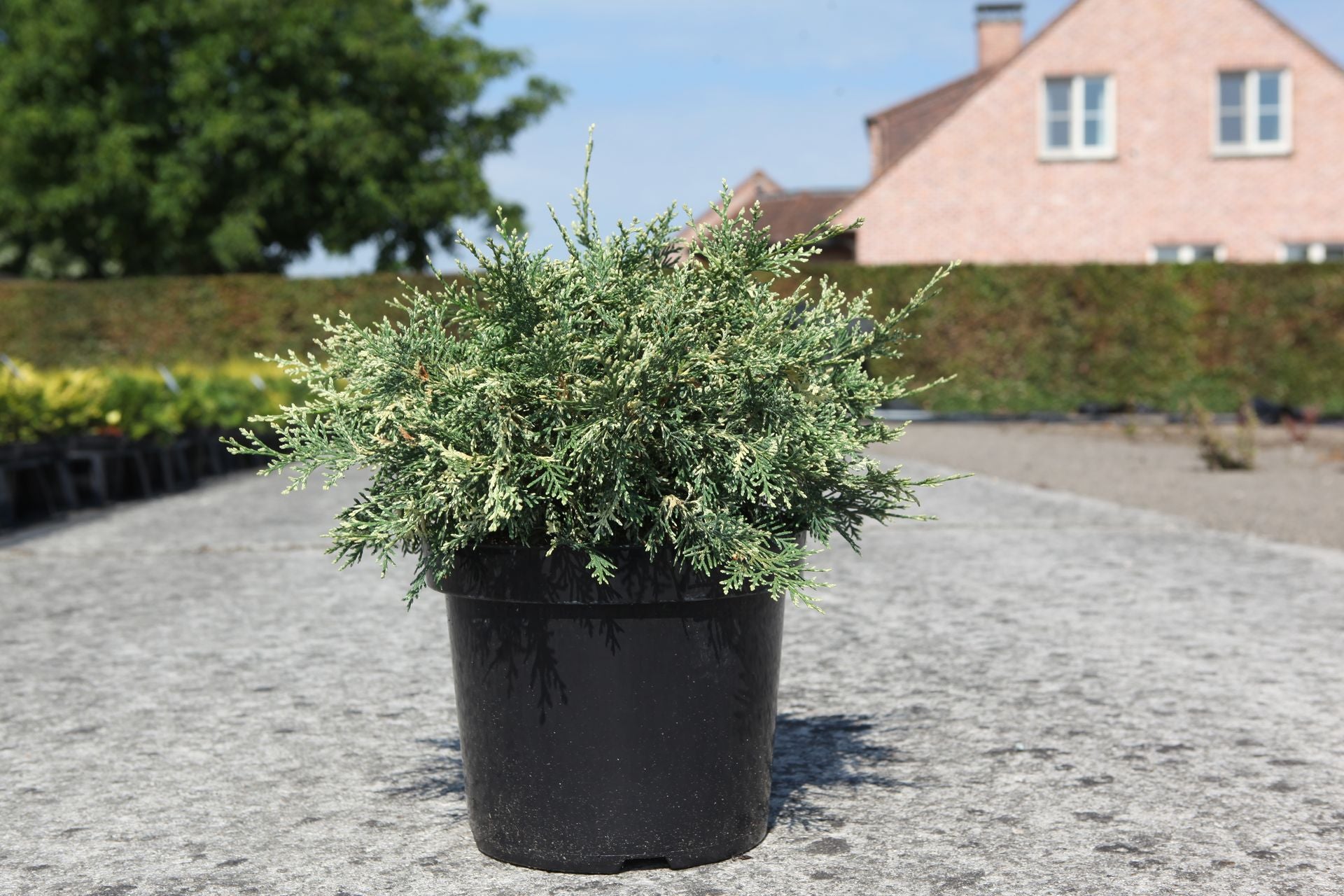 Chamaecyparis lawsoniana 'Pearly Swirls'