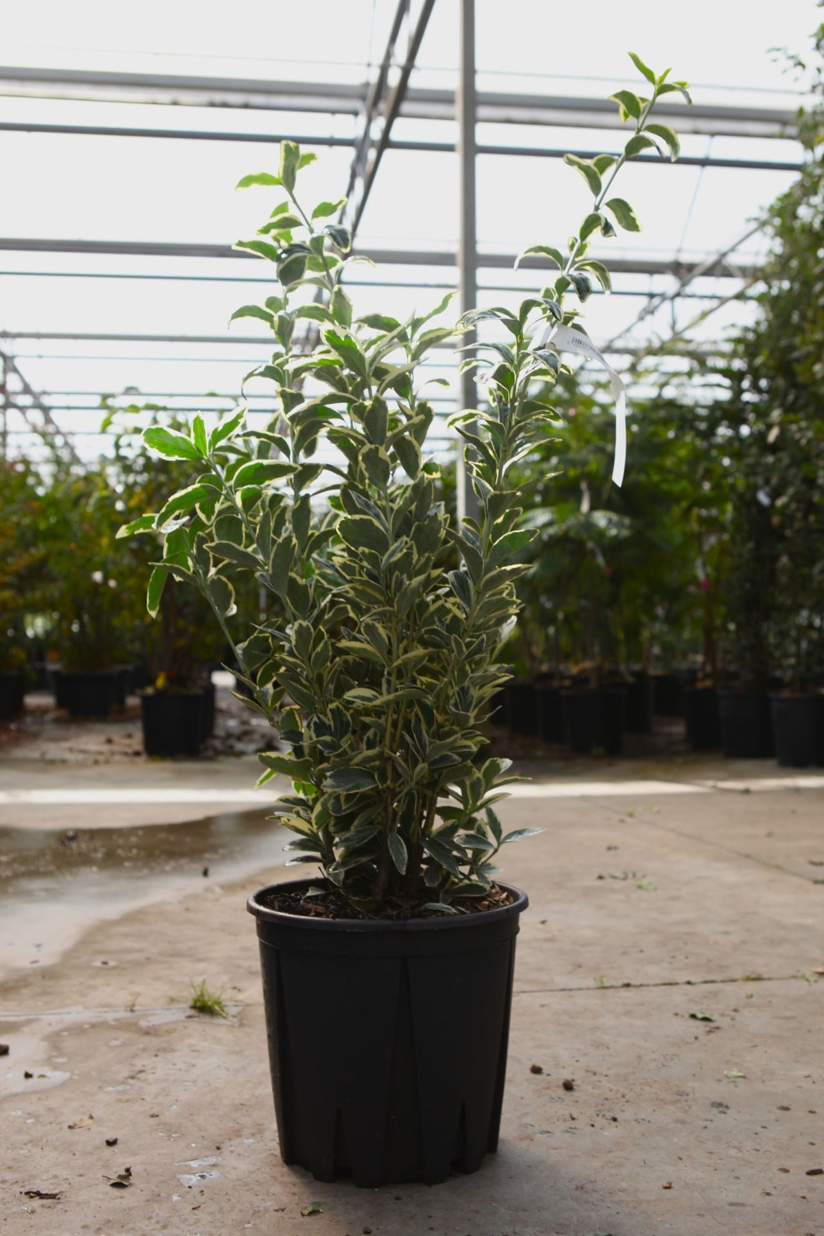 Euonymus japonicus 'Bravo'