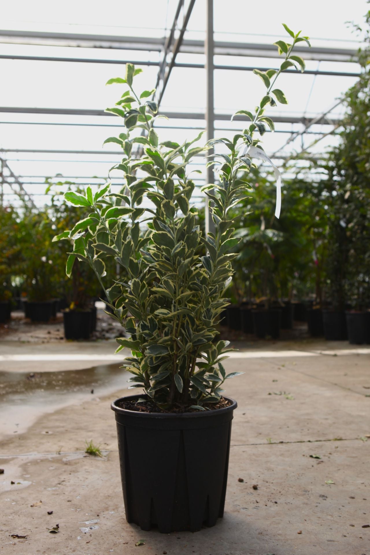 Euonymus japonicus 'Bravo'