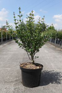 Syringa meyeri 'Palibin'