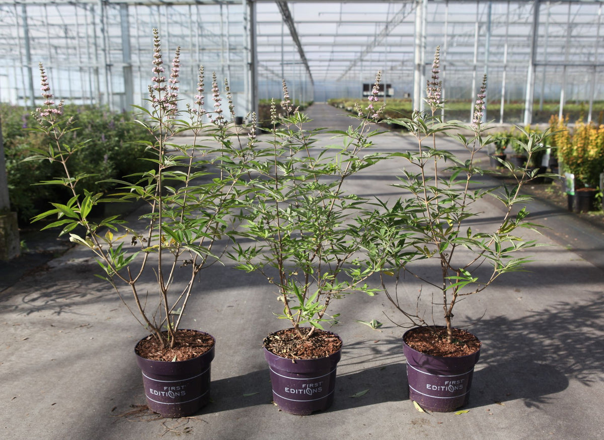 Vitex agnus-castus First Editions© 'Galactic Pink©'