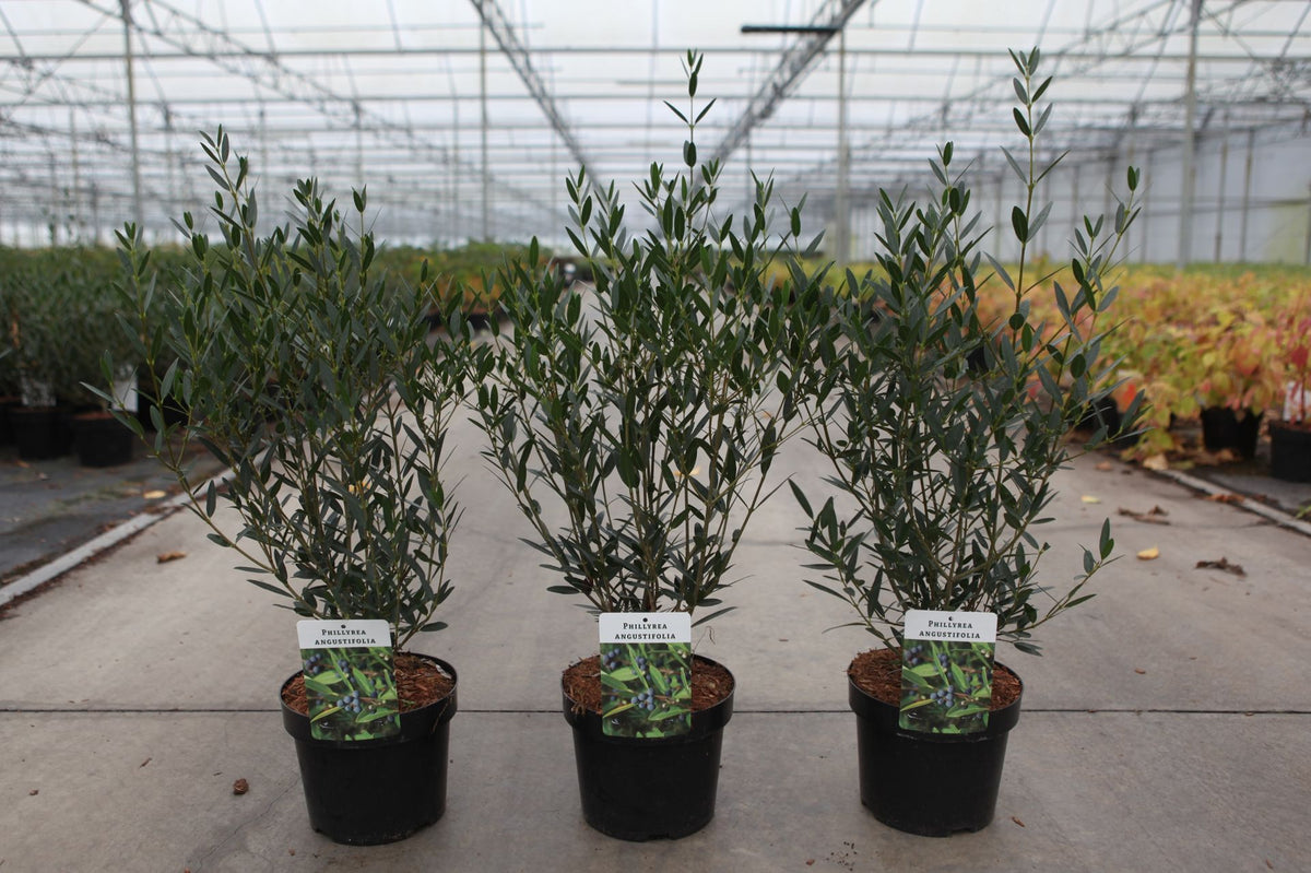 Phillyrea angustifolia