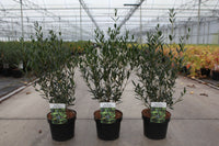 Phillyrea angustifolia
