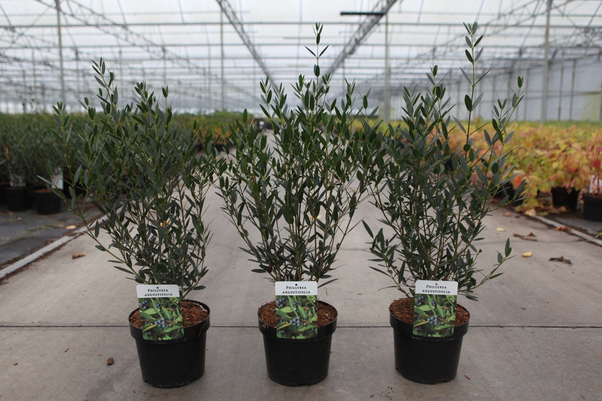 Phillyrea angustifolia
