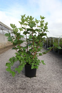 Viburnum trilobum 'Wentworth©'