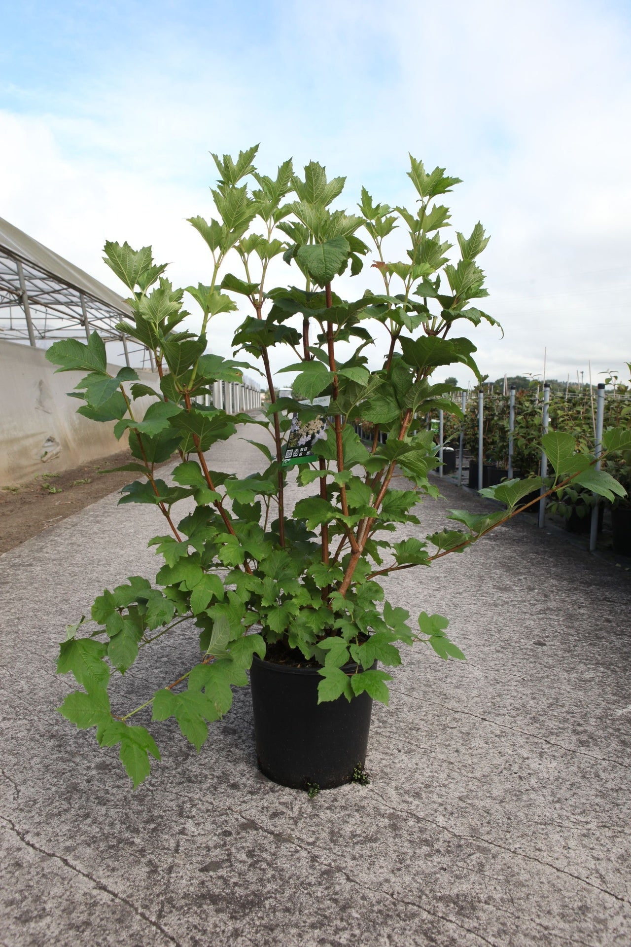 Viburnum trilobum 'Wentworth©'