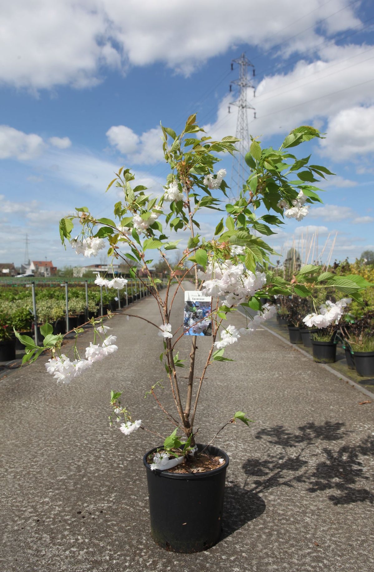 Prunus serrulata 'Shimidsu'