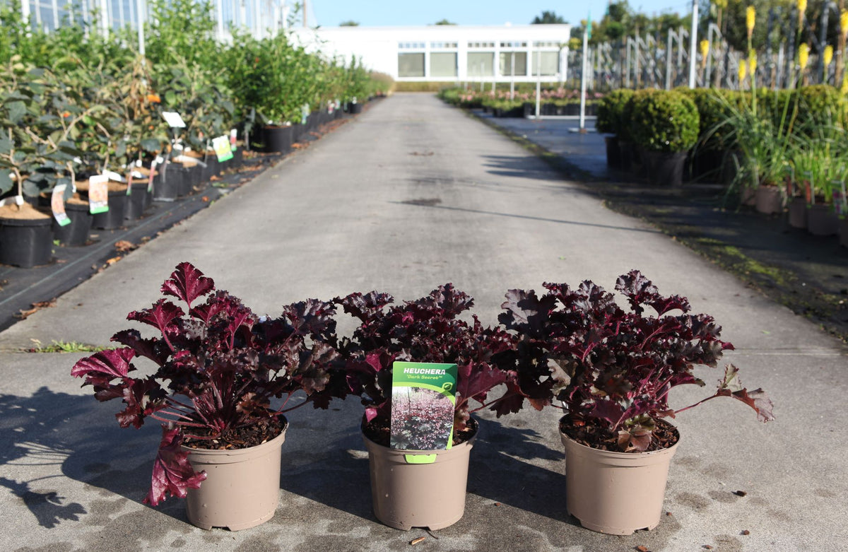 Heuchera 'Dark Secret'