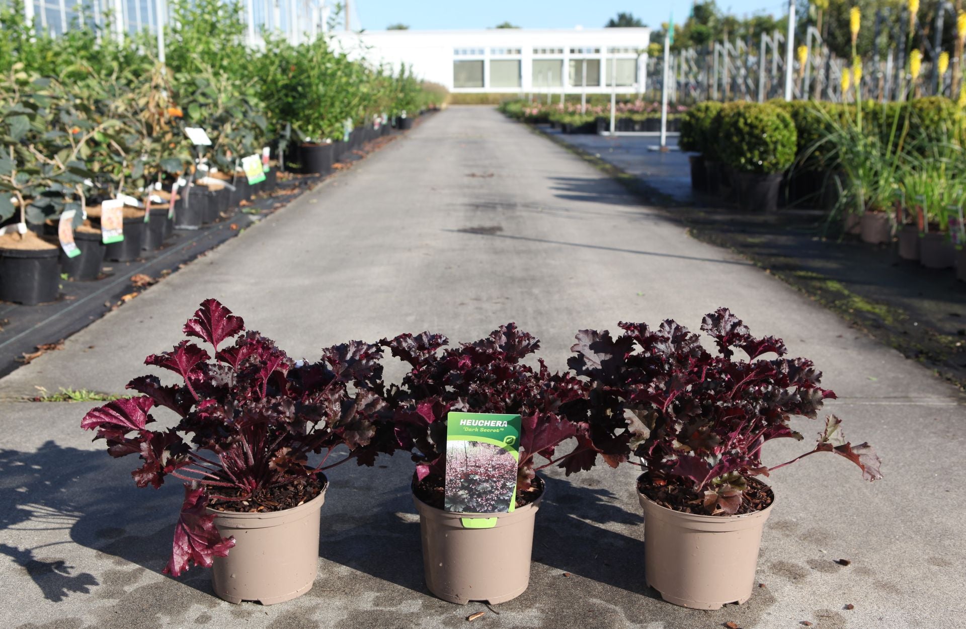 Heuchera 'Dark Secret'