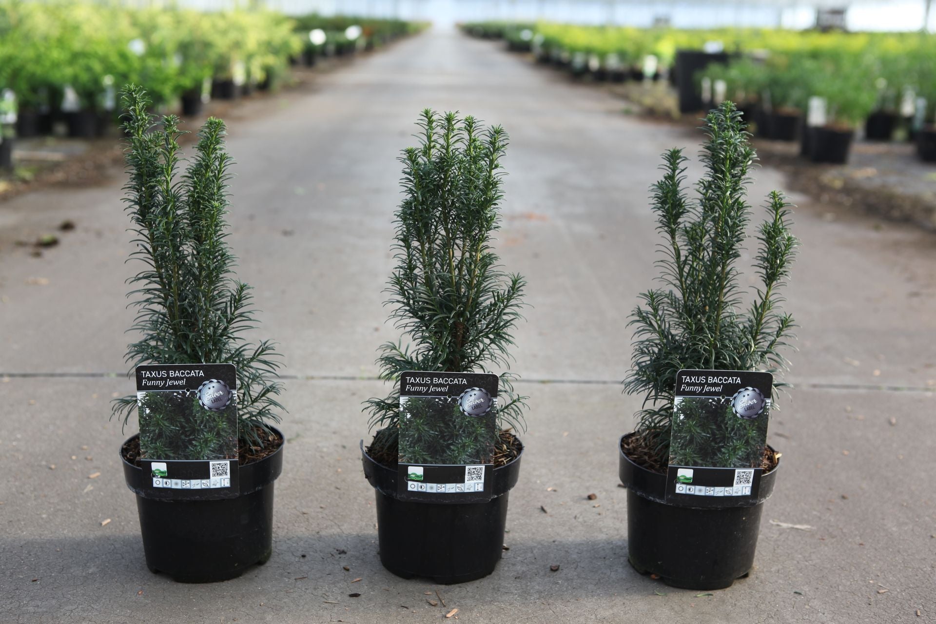 Taxus baccata 'Funny Jewel©'