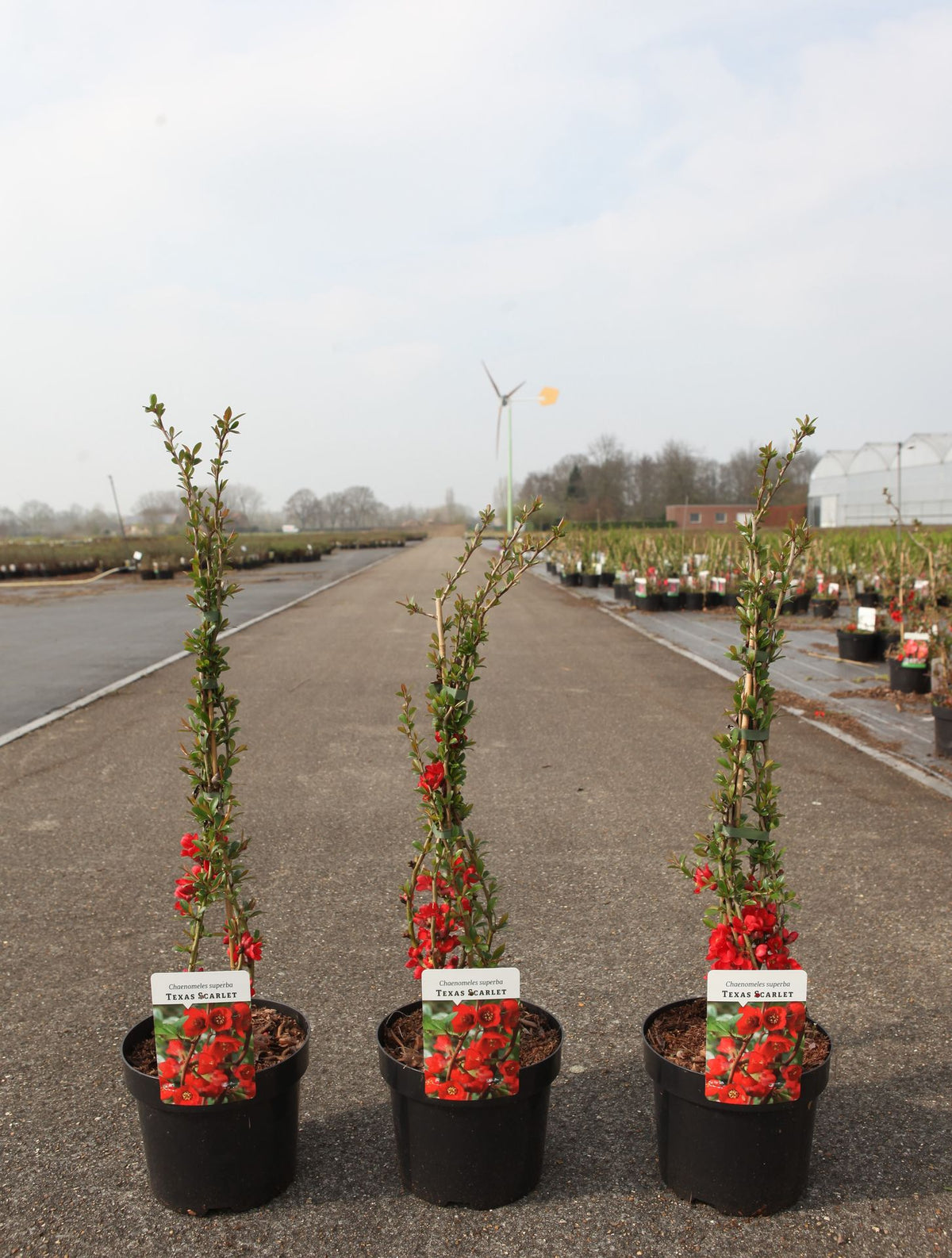 Chaenomeles superba 'Texas Scarlet'