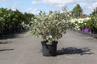 Cornus alba 'Sibirica Variegata'
