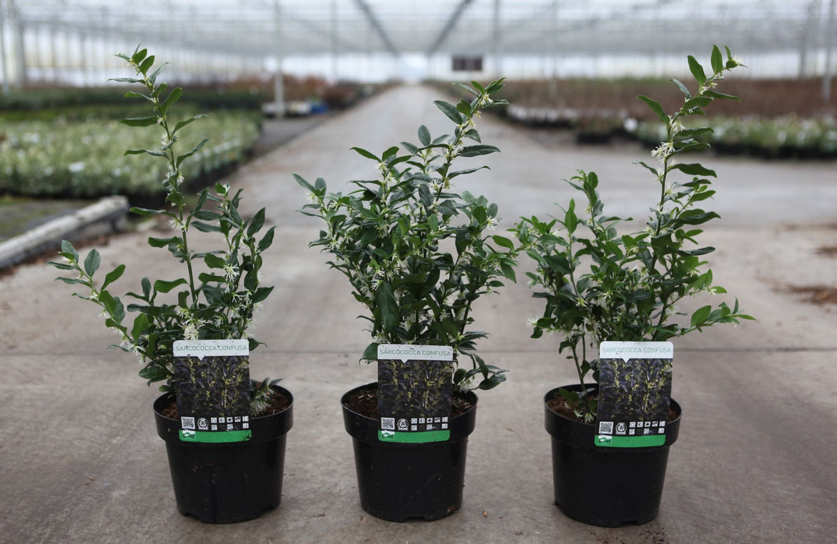 Sarcococca confusa