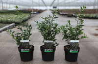 Sarcococca confusa