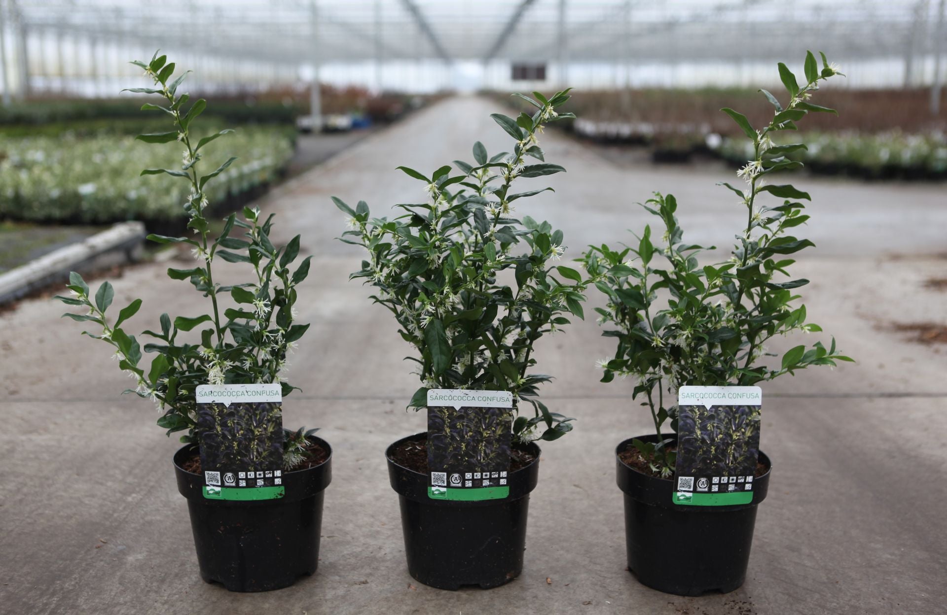 Sarcococca confusa