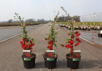 Chaenomeles superba 'Elly Mossel'