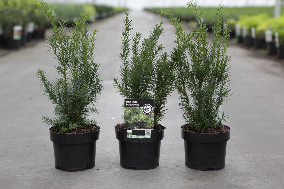 Taxus media 'Densiformis'