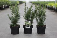 Taxus media 'Densiformis'