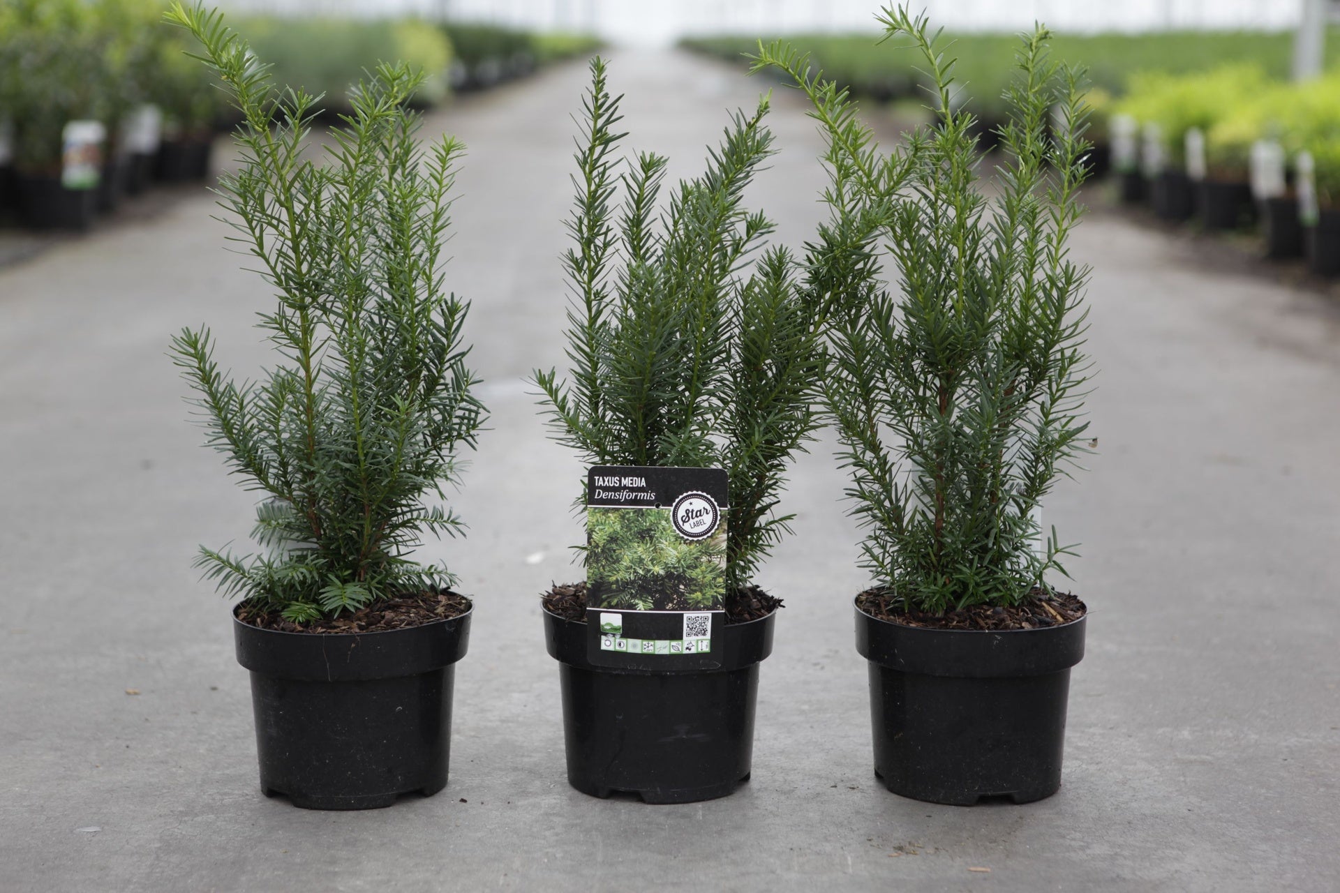 Taxus media 'Densiformis'