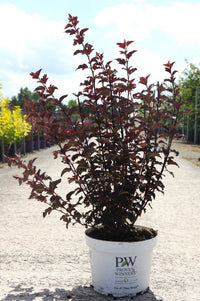Physocarpus opulifolius Proven Winners© SUMMER WINE BLACK