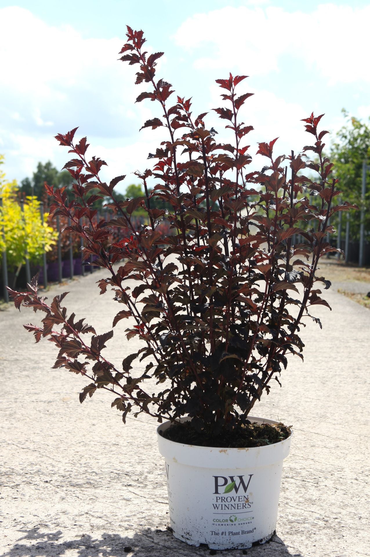 Physocarpus opulifolius Proven Winners© SUMMER WINE BLACK