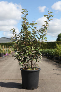 Elaeagnus ebbingei